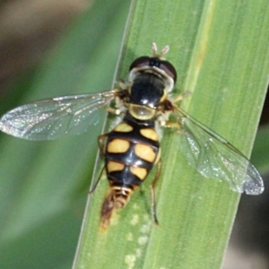 Simosyrphus grandicornis at Melba, ACT - 13 Nov 2017