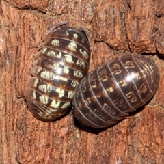 Armadillidium vulgare (Slater bug, woodlouse, pill bug, roley poley) at Melba, ACT - 13 Nov 2017 by PeteWoodall