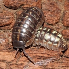 Armadillidium vulgare at Melba, ACT - 13 Nov 2017 04:18 PM