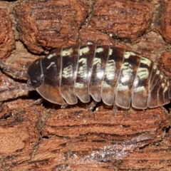 Armadillidium vulgare at Melba, ACT - 13 Nov 2017 04:18 PM