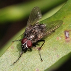 Helina sp. (genus) (Muscid fly) at Melba, ACT - 13 Nov 2017 by PeteWoodall