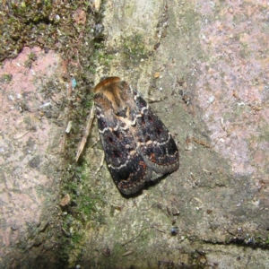 Proteuxoa sanguinipuncta at Kambah, ACT - 8 Mar 2018 07:06 PM