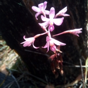 Dipodium roseum at Booth, ACT - 10 Mar 2018