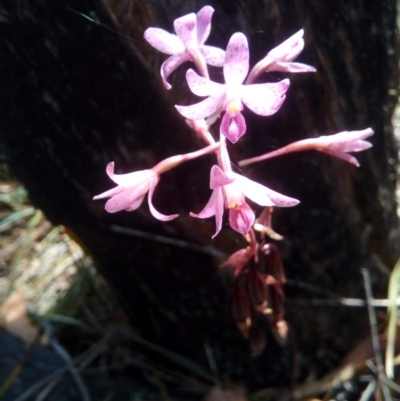 Dipodium roseum (Rosy Hyacinth Orchid) at Booth, ACT - 9 Mar 2018 by RyuCallaway