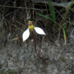 Eriochilus cucullatus (Parson's Bands) at Booth, ACT - 9 Mar 2018 by RyuCallaway