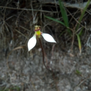 Eriochilus cucullatus at Booth, ACT - 10 Mar 2018