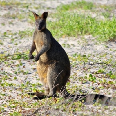 Wallabia bicolor (Swamp Wallaby) at Ben Boyd National Park - 8 Mar 2018 by RossMannell