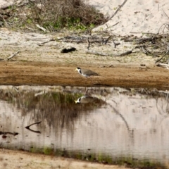 Vanellus miles (Masked Lapwing) at Green Cape, NSW - 8 Mar 2018 by RossMannell