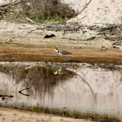 Vanellus miles (Masked Lapwing) at Green Cape, NSW - 9 Mar 2018 by RossMannell