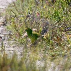 Pezoporus wallicus (Ground Parrot) at Green Cape, NSW - 9 Mar 2018 by RossMannell