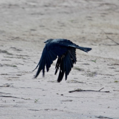 Corvus coronoides (Australian Raven) at Ben Boyd National Park - 8 Mar 2018 by RossMannell