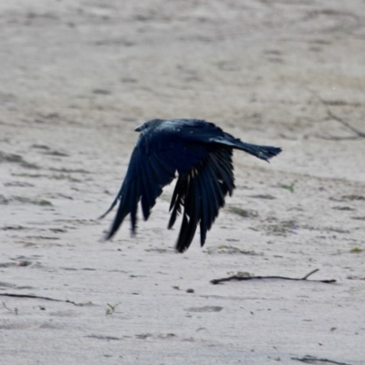 Corvus coronoides (Australian Raven) at Green Cape, NSW - 9 Mar 2018 by RossMannell