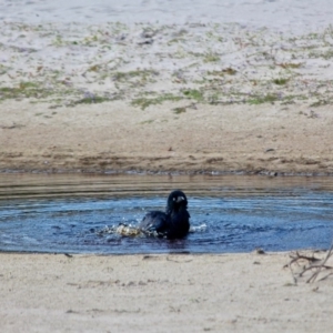 Corvus coronoides at Green Cape, NSW - 9 Mar 2018