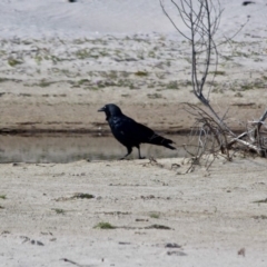 Corvus coronoides at Green Cape, NSW - 9 Mar 2018