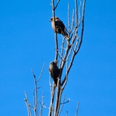 Artamus cyanopterus (Dusky Woodswallow) at Ben Boyd National Park - 8 Mar 2018 by RossMannell