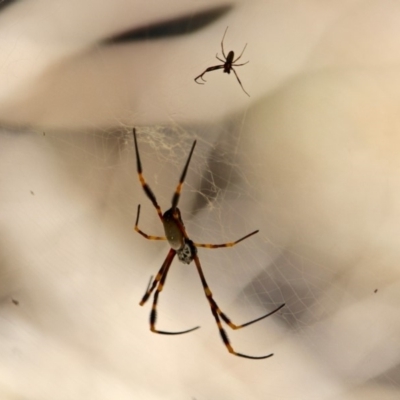 Trichonephila plumipes (Humped golden orb weaver) at Green Cape, NSW - 9 Mar 2018 by RossMannell