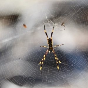 Nephila plumipes at Green Cape, NSW - 9 Mar 2018