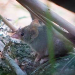 Antechinus agilis (Agile Antechinus) at Tidbinbilla Nature Reserve - 9 Mar 2018 by NathanaelC