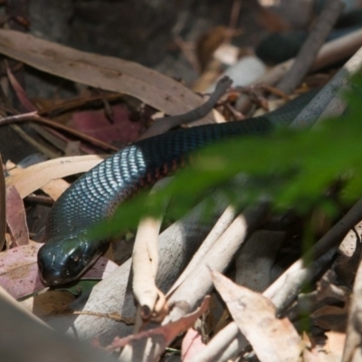Pseudechis porphyriacus (Red-bellied Black Snake) at Paddys River, ACT - 9 Mar 2018 by NathanaelC