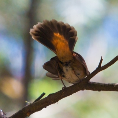 Rhipidura rufifrons (Rufous Fantail) at Paddys River, ACT - 9 Mar 2018 by NathanaelC