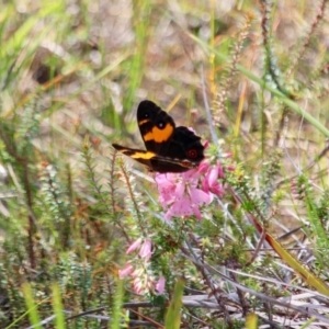 Tisiphone abeona at Green Cape, NSW - 9 Mar 2018