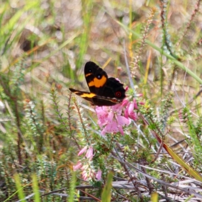 Tisiphone abeona (Varied Sword-grass Brown) at Ben Boyd National Park - 8 Mar 2018 by RossMannell