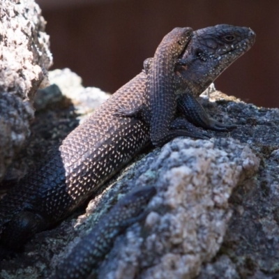 Egernia cunninghami (Cunningham's Skink) at Tidbinbilla Nature Reserve - 9 Mar 2018 by NathanaelC