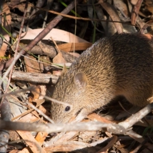 Isoodon obesulus obesulus at Paddys River, ACT - 9 Mar 2018 03:11 PM