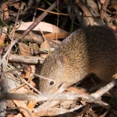 Isoodon obesulus (Southern Brown Bandicoot) at Paddys River, ACT - 9 Mar 2018 by NathanaelC
