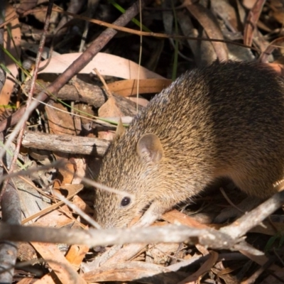 Isoodon obesulus obesulus (Southern Brown Bandicoot) at Tidbinbilla Nature Reserve - 9 Mar 2018 by NathanaelC