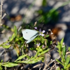 Pieris rapae (Cabbage White) at Green Cape, NSW - 9 Mar 2018 by RossMannell