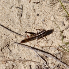 Macrotona sp. (genus) (Macrotona grasshopper) at Ben Boyd National Park - 8 Mar 2018 by RossMannell