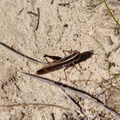 Macrotona sp. (genus) (Macrotona grasshopper) at Green Cape, NSW - 9 Mar 2018 by RossMannell