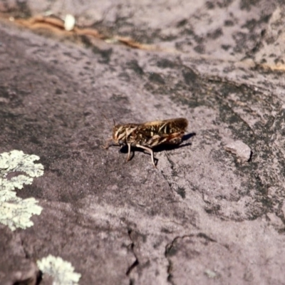 Gastrimargus musicus (Yellow-winged Locust or Grasshopper) at Ben Boyd National Park - 9 Mar 2018 by RossMannell