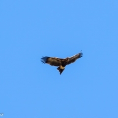 Aquila audax (Wedge-tailed Eagle) at Booth, ACT - 7 Mar 2018 by ajc