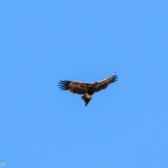 Aquila audax (Wedge-tailed Eagle) at Booth, ACT - 8 Mar 2018 by ajc