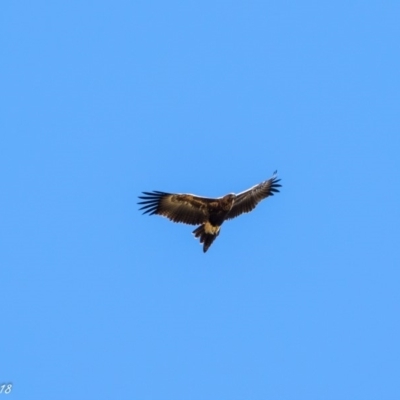 Aquila audax (Wedge-tailed Eagle) at Booth, ACT - 8 Mar 2018 by ajc