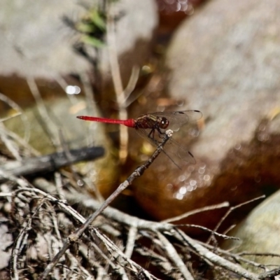 Orthetrum villosovittatum (Fiery Skimmer) at Ben Boyd National Park - 9 Mar 2018 by RossMannell