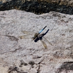 Orthetrum caledonicum (Blue Skimmer) at Ben Boyd National Park - 9 Mar 2018 by RossMannell