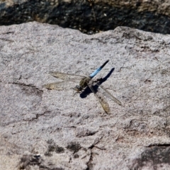 Orthetrum caledonicum (Blue Skimmer) at Green Cape, NSW - 9 Mar 2018 by RossMannell