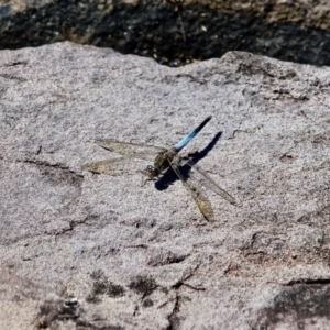 Orthetrum caledonicum at Green Cape, NSW - 9 Mar 2018