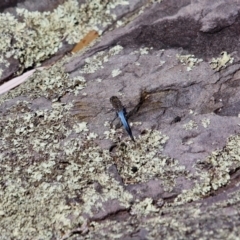 Orthetrum caledonicum at Green Cape, NSW - 9 Mar 2018