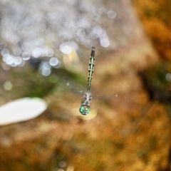 Hemicordulia australiae (Australian Emerald) at Green Cape, NSW - 9 Mar 2018 by RossMannell