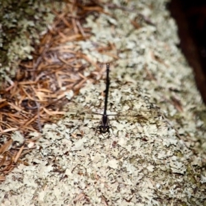 Austroargiolestes icteromelas icteromelas at Green Cape, NSW - 9 Mar 2018