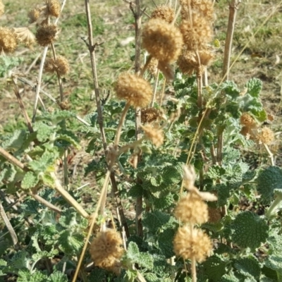 Marrubium vulgare (Horehound) at Wanniassa Hill - 10 Mar 2018 by Mike