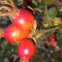 Rosa rubiginosa (Sweet Briar, Eglantine) at Wanniassa Hill - 10 Mar 2018 by Mike