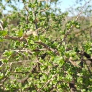 Lycium ferocissimum at Wanniassa Hill - 10 Mar 2018