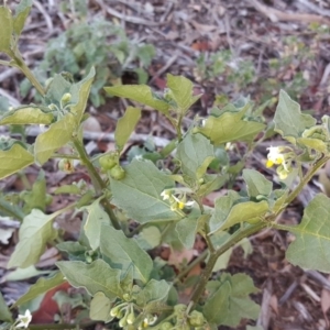 Solanum nigrum at Wanniassa Hill - 10 Mar 2018