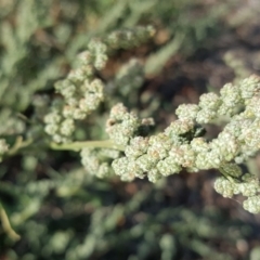 Chenopodium album (Fat Hen) at Wanniassa Hill - 10 Mar 2018 by Mike