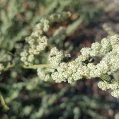 Chenopodium album (Fat Hen) at Wanniassa Hill - 10 Mar 2018 by Mike